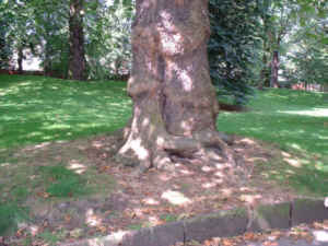 Photo showing an example of how Loudon liked to show exposed root systems.