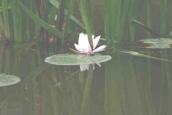 A Water Lilly in the Wildlife Pond