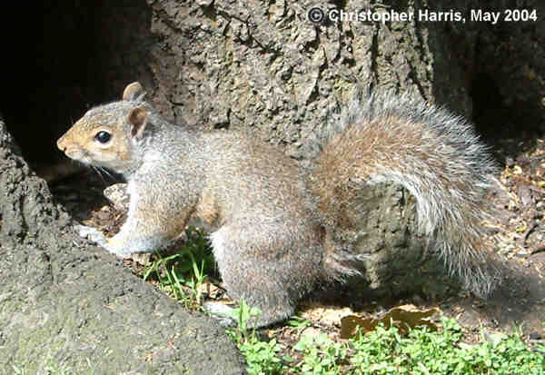 One of the Arboretum's many furry residents