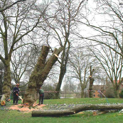 A plane tree trunk is felled ready for removal
