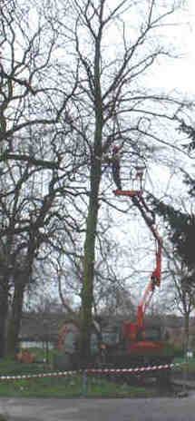 A hydraulic lift is used to reach the higher branches